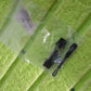 Portable Universal Detachable Zipper Slider (1 Pc / Big)
